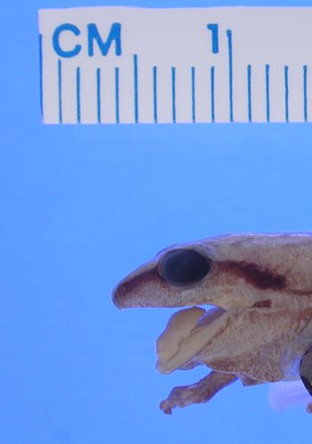 Media type: image; Herpetology A-43206